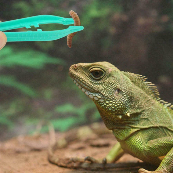 Reptile Plastic Feeding Tongs Live Food Feeding Tweezers 12cm Fast
