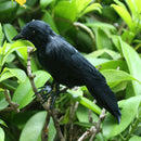 Black Crow Realistic Feather Artificial Bird Raven For Halloween Party Decor