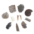 10pcs Rock Mineral Stone Amber Fossils Collection Education Science Specimen