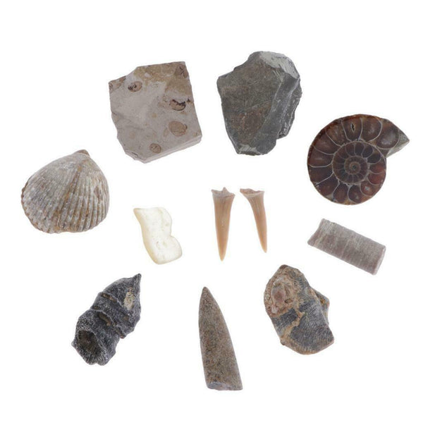 10pcs Rock Mineral Stone Amber Fossils Collection Education Science Specimen