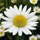 500 Samen GroÃƒÅ¸packung Wiesen Mutterkraut Margerite Chrysanthemum SELL HOT O6A6