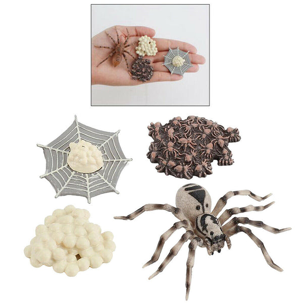 4 Pieces Life Cycle of a Spider, Animal Growth Cycle Includes Egg, Larva,