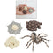 4 Pieces Life Cycle of a Spider, Animal Growth Cycle Includes Egg, Larva,