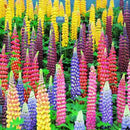 Wholesale 100x Mixed Russell Lupine Seeds Lupinus Beautiful Polyphyllus SH E1E6