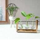 Plant Terrarium with Wooden Stand Glass Vase Holder for Home Decoration,Sci