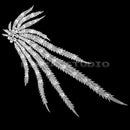 Feather Peacock Tail Shape Embroidery Venise Lace Trim Sewing Decor DIY Supply