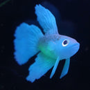 Artificial Silicone Glowing Effect Fish Betta Aquarium Fish Tank Home Decor Blue