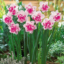 Mixed Narcissus Duo Bulbs Scented Pastel Double Daffodil Spring Plant Flower