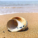 Natural South African Snail Sea Shell Coral Fish Tank Home UK Decoration M9T9