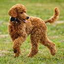 British Black Kitten Tie Handsome Dog Puppy Necktie Pet Festival Decor (L)