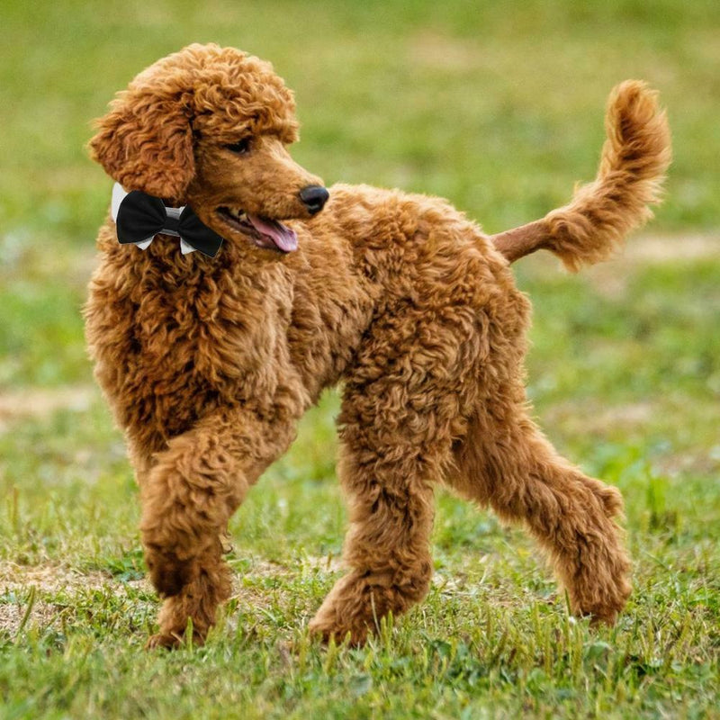 British Black Kitten Tie Handsome Dog Puppy Necktie Pet Festival Decor (L)