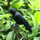 Artificial Crow Black Bird Raven Prop Decor For Halloween Display Halloween