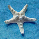 2Pcs DIY Natural Starfish Sea Stars Shell Aquarium Landscape Making Craft Decor
