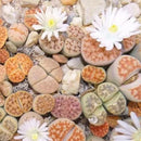 50X Mixed Lithops Seeds Living Stones Succulent Cactus Four Seasons Potted A9Z0