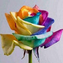 1000Pcs Beautiful Colorful Rainbow Rose Flower Seeds Yard Garden Plant Decor