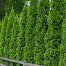 100x Arborvitae Siberian Carpet Cypress Arborvitae Garden, Tree Everg Z2A9 V5R6