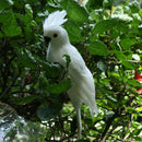 2x Red & White Parrot Statue Ornament Tree Standing Animals Sculpture Decor