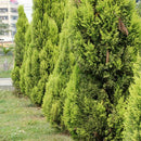 50pcs Lot Arborvitae Cypress Cupressus Sempervirens C1L3 Tree Pine Garden: H4R0