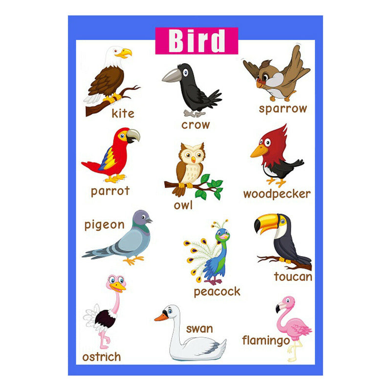 Birds~Kids Fun Early Learning Educational Preschool Poster Charts