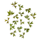 10x Pressed Real Dried Flower Dry Leaves DIY Crafts Bookmark Card Making 01