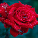 Drip Rose Flower 5D DIY Drill Diamond Painting Cross Stitc Kits Embroidery Decor