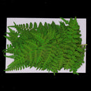 12Pcs Pressed Leaves Dried Flowers for Scrapbook Card Art Craft DIY Material
