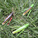 Realistic Insects/Bugs Locust for Halloween Party Favors and Decoration