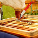 Beekeeping Supplies Set Of 3, Stainless Steel Beehive Tools Kit