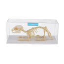 Real Rabbit Skeleton Specimens Biology Teaching Instruments Student Science