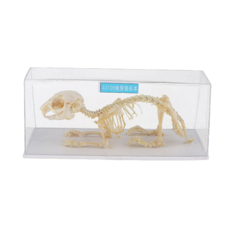 Real Rabbit Skeleton Specimens Biology Teaching Instruments Student Science