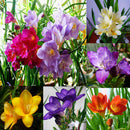 100pcs freesia bulbs perfume flower seeds home garden plant perennial LJ