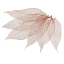 100Pcs Natural Dried Magnolia Skeleton Leaves Bookmarks Decoration DIY HOT