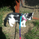 Pet Puppy Matching Nylon Harness Collar & Lead Set Leash Adjustable Rainbow