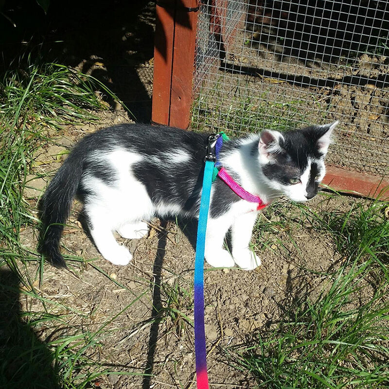 Pet Puppy Matching Nylon Harness Collar & Lead Set Leash Adjustable Rainbow