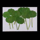 12pcs Pressed Dried Leaves Plant Specimen - DIY Art Craft Scrapbook Card DIY