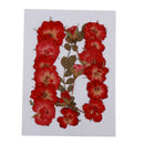 Mixed Natural Pressed Dried Rose Flower Leaves DIY Scrapbook Craft 2-2.5cm