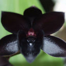 100pcs Black Cymbidium Faberi Orchid Flower Seeds Garden Decor Plant Need Supply