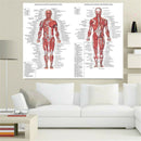 1pc 70X50CM Human Body Muscle Anatomy System Anatomical Chart Educational Poster