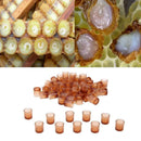 100pcs Queen Beast Cultivation Cup Plastic Cultivation Cup Bee Tools