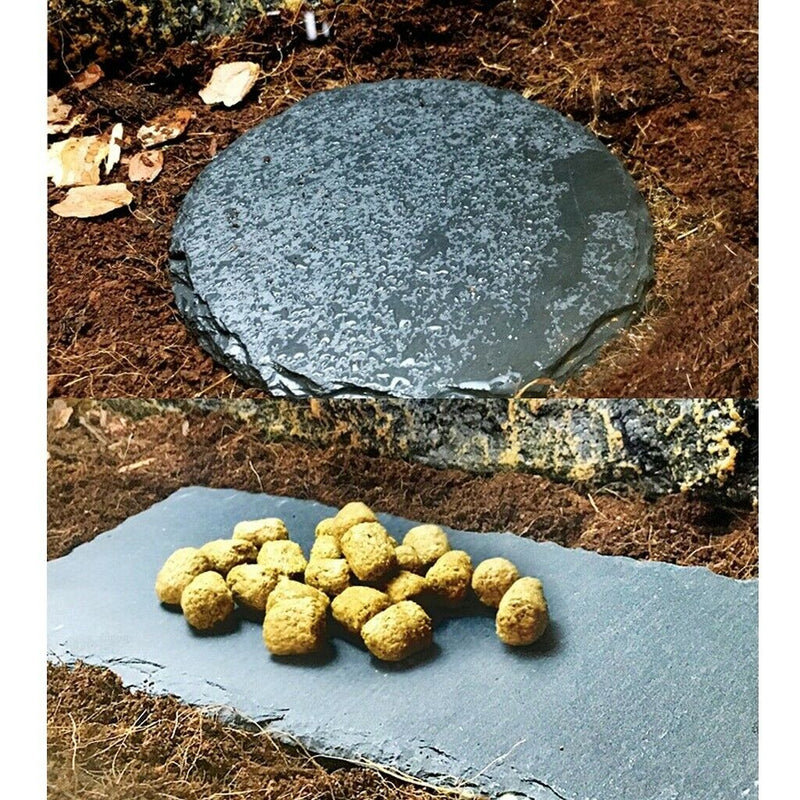 2Pcs Turtle Reptile Rock Food Dish Plate Grinding The Nail Tortoise Feeding Bowl