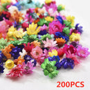 200 X Dried Flower Head Daisy Glass Cover Nail Art Filling Epoxy Hand Craft DIY
