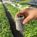8x10 Biodegradable Non-woven Nursery Bags/Plant Grow Pots Bags/Fabric Seedl B8D4