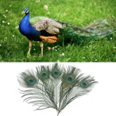 10pcs Natural Peacock Tail Eyes Feathers Wedding Festival Decor Party 25-30 T7E4
