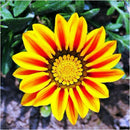 50X GAZANIE GAZANIEN GAZANIA SONNENBLUME ASTER ASTERN HERRLICH-LEUCHTEND G6 B8C1