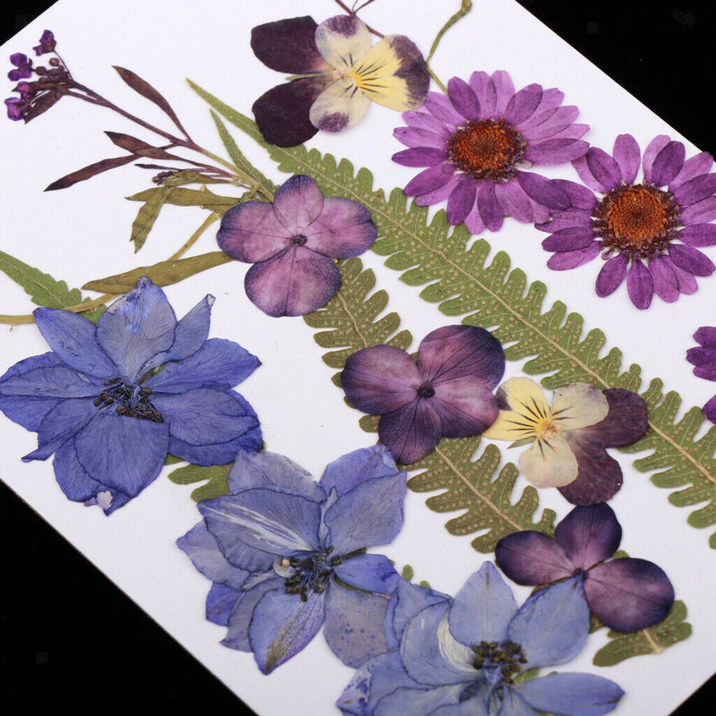 1 Set Assorted Pressed Dried Flowers Card Scrapbooking Phone Cover Crafts