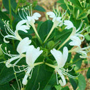 Honeysuckle Seeds Fast Fragrant Garden Plant 50Pcs Supply K7D9 P1B2 S7M1 G9B7