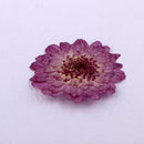 22Pcs Dried Pressed Flowers Butterfly Shape Scrapbooking Art Crafts Specimen