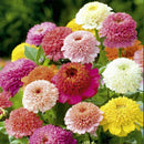 200xMischfarben California Giant Zinnia Elegante Blumensamen I1A9 Geschenk! X9Y6