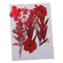 6 Kinds Pressed Press Dried Flower Real Dried Flower Plant Specimen For