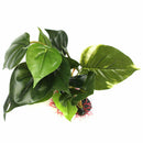 Artificial Aquarium Plant Water Grass Real Look FishTank Ornament Dec H7Z1